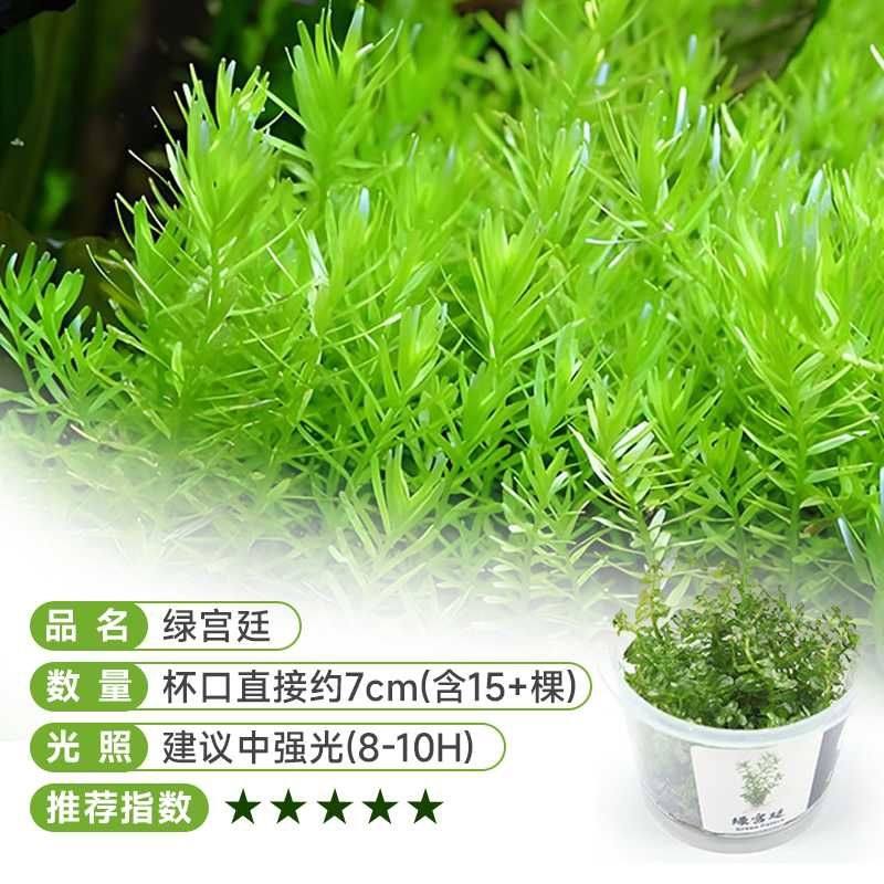 绿宫廷血红宫廷水草新手无菌杯鱼缸草缸造景水下淡水无碳后景草,鲜花速递/花卉仿真/绿植园艺,海藻球,淘宝优惠券,粉丝福利购,淘宝优惠卷
