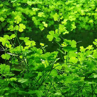 中景真水草集锦鱼缸造景