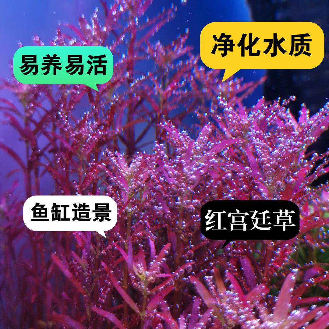 新加坡红宫廷水下套餐组合鱼缸打头红色水草易活新手后景血红造景