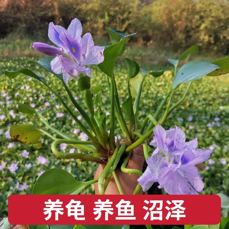 水葫芦水草养鱼养龟净化水质包成活死苗补发水生植物鱼塘水草净化