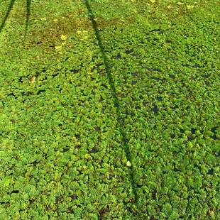 浮萍养鱼养虾鱼缸造景槐叶懒人水草浮萍微景观植物净化水质肚兜萍