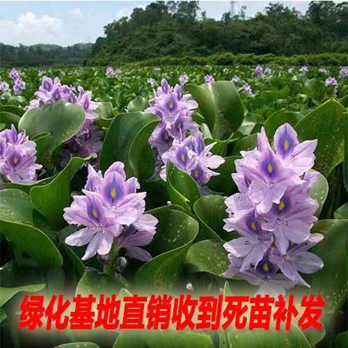 水葫芦苗水养植物水培养植物养鱼龟池塘鱼缸易活水植物水草