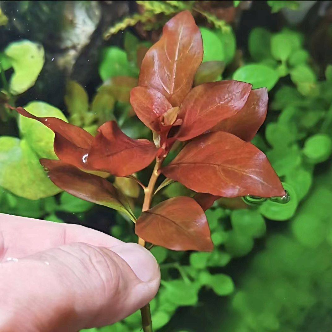 鱼缸造景鲁宾叶底红水草水族箱后景红色淡水植物懒人新手好养水草,鲜花速递/花卉仿真/绿植园艺,海藻球,淘宝优惠券,粉丝福利购,淘宝优惠卷