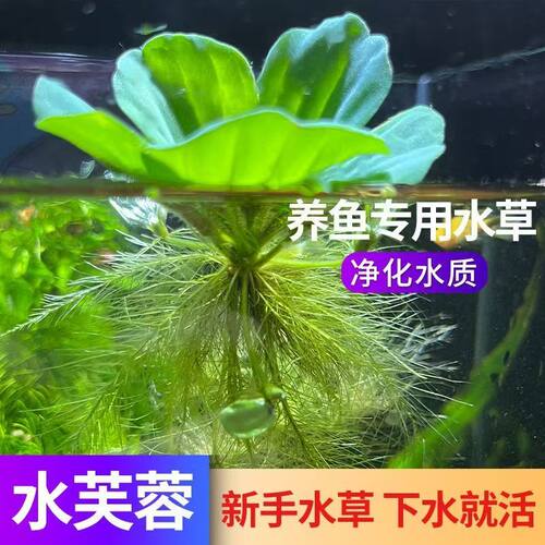 水芙蓉水浮萍水草造景植