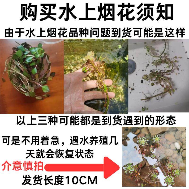 黄花菱兔耳萍浮萍水草古法生态鱼缸绿萝植物红色草高养殖新手植物,鲜花速递/花卉仿真/绿植园艺,海藻球,淘宝优惠券,粉丝福利购,淘宝优惠卷