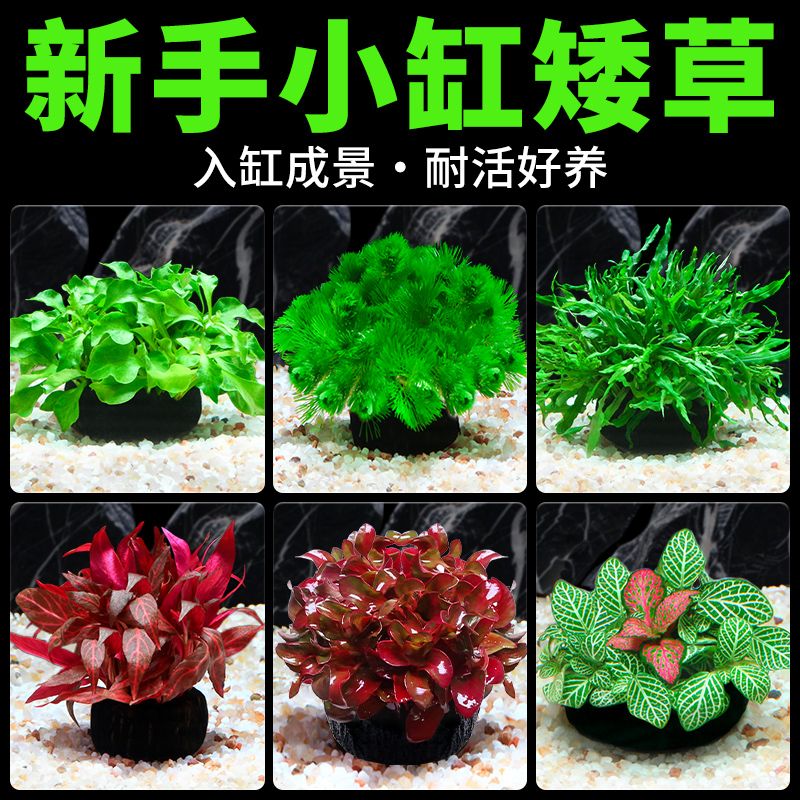 鱼缸水草植物懒人沉底养图片