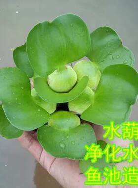池塘水草水葫芦水培植物