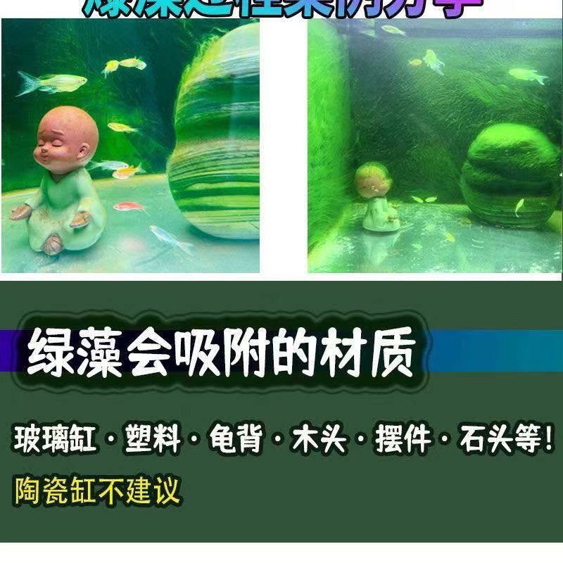 兰寿藻种长绒藻孢子短绒藻绿水藻种小球藻青苔鱼缸爆藻绿毛绿地毯,鲜花速递/花卉仿真/绿植园艺,海藻球,淘宝优惠券,粉丝福利购,淘宝优惠卷