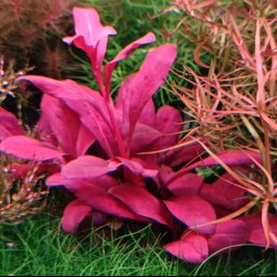 极乐鸟水草红宝石水下鱼缸增氧新手造景淡水草缸懒人植物红色好养