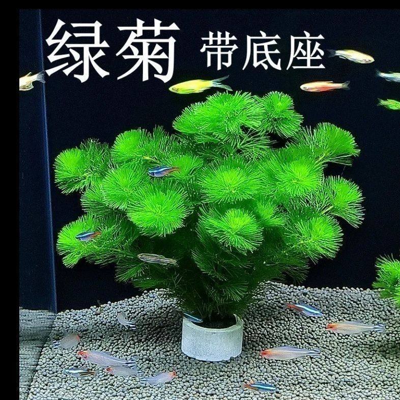 绿菊坨草增氧净水金鱼藻套餐鱼缸造景观赏鱼虾好养耐活绿植真水草,鲜花速递/花卉仿真/绿植园艺,海藻球,淘宝优惠券,粉丝福利购,淘宝优惠卷