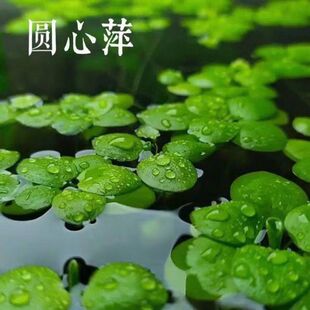 圆心浮萍水草净化水质水培绿植庭院办公室养鱼虾龟缸造景漂浮植物