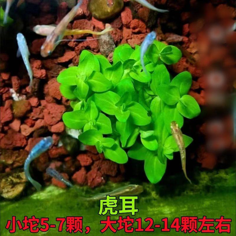 新手坨草水草套餐组合热带鱼懒人孔雀鱼绿菊植物懒人沉底造景莫斯,鲜花速递/花卉仿真/绿植园艺,海藻球,淘宝优惠券,粉丝福利购,淘宝优惠卷