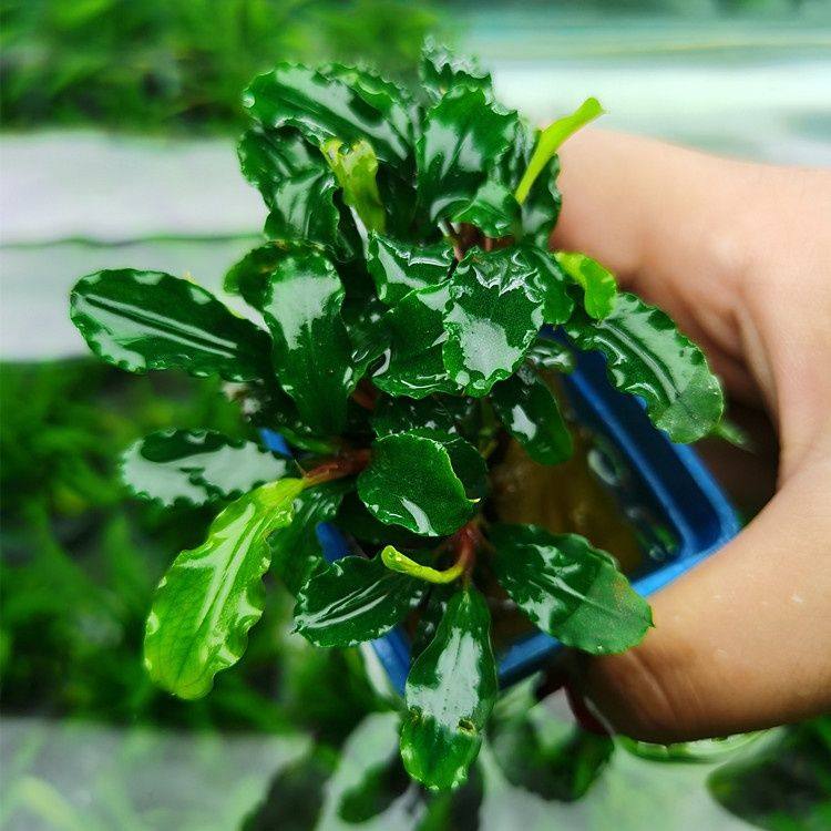淡水鱼缸活体懒人新手入门造景观赏水草蓝精灵辣椒榕阴性无需CO2,宠物/宠物食品及用品,造景/装饰,淘宝优惠券,粉丝福利购,淘宝优惠卷