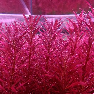 新加坡血红宫廷绿宫廷套餐组合新手开缸中后景打头草水下叶无根红