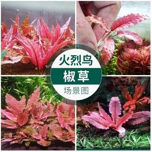 绿温蒂椒草泰国青椒火烈鸟水草无菌杯懒人活体阴性淡水新手前景草