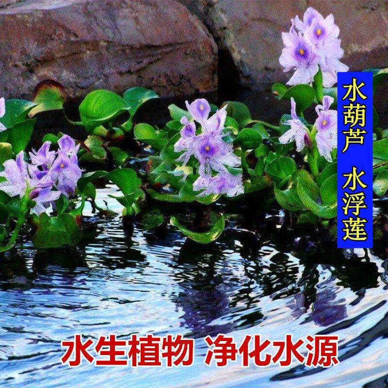 扔到水里就活 净化水源水质水生植物水葫芦苗凤眼莲池塘河里绿化