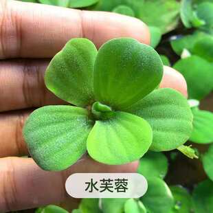 水芙蓉  净化水质 水生植物 根系发达养鱼养虾鱼缸造景 水草