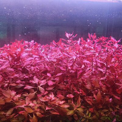 紫红丁香红色水草造景植