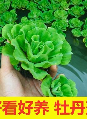 鱼缸牡丹水培绿植盆栽阳台浮萍水生植物吸收NO2NO3氨氮活体净水植