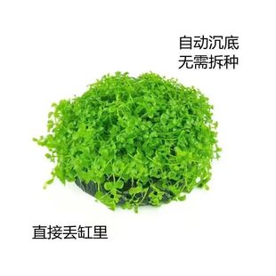 爬地矮珍珠新手坨草前景水草鱼缸懒人增氧净化阴性造景淡水真草