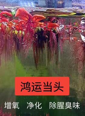 乌龟缸鱼缸生态缸造景摆