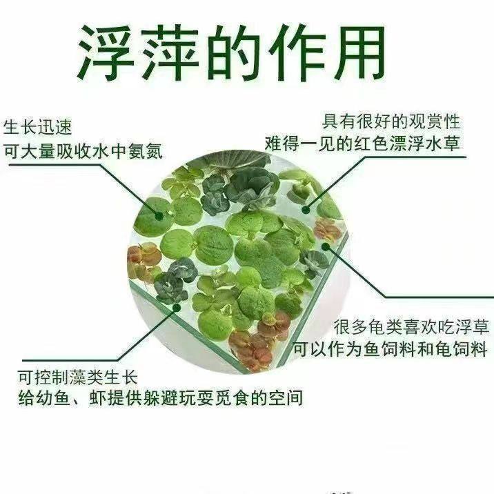 芝麻浮萍水草水草和鱼塘景观浮萍种子芝麻萍水草叶萍绿植生物,鲜花速递/花卉仿真/绿植园艺,海藻球,淘宝优惠券,粉丝福利购,淘宝优惠卷