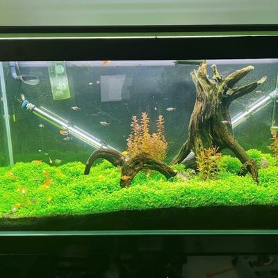 迷你矮珍珠-30缸4专拍鱼