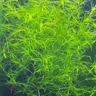 竹节草小型热带鱼孔雀鱼躲避草短碎漂浮着养繁殖快新手简单好养