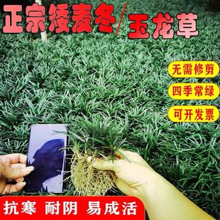 最矮麦冬草苗耐寒四季日本玉龙草矮细叶园林绿化别墅庭院草坪