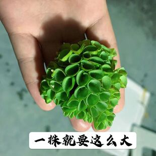 鱼缸浮萍水草 肚兜萍 净化水质 吸收鱼虾缸氨氮水族鱼缸造景适合