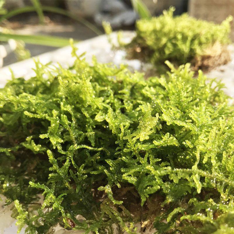 苔藓植物鲜活大灰藓草皮微景观雨林缸盆栽园艺假山铺面趣味造景,宠物/宠物食品及用品,造景/装饰,淘宝优惠券,粉丝福利购,淘宝优惠卷
