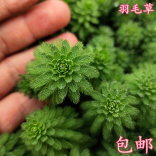 羽毛宝塔狐尾藻水草水生植物盆栽花卉养鱼缸造景观绿植坨草水草