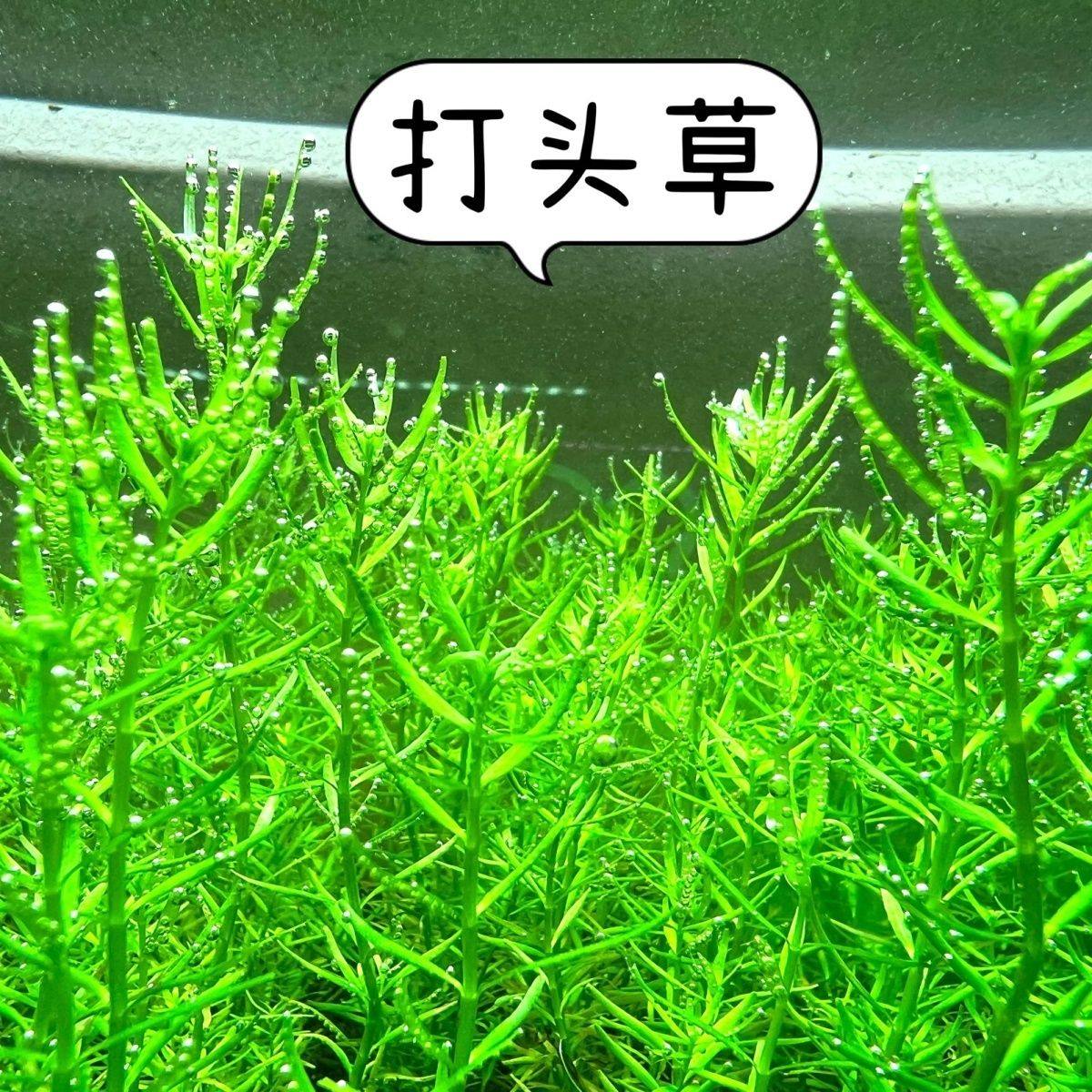 新手绿宫廷水下叶打头草荷兰景懒人草缸中后景无碳可养水草活体,鲜花速递/花卉仿真/绿植园艺,海藻球,淘宝优惠券,粉丝福利购,淘宝优惠卷