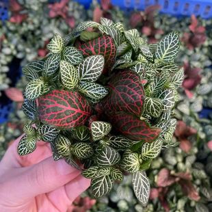 红绿网纹混合大坨水陆缸微景观造景水草场直发水上叶装饰点缀植物