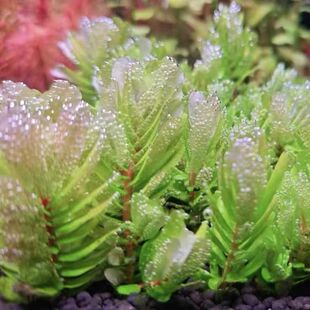 屠戮宫廷水草tulu宫廷高端水草荷兰景稀有水草水草缸造景