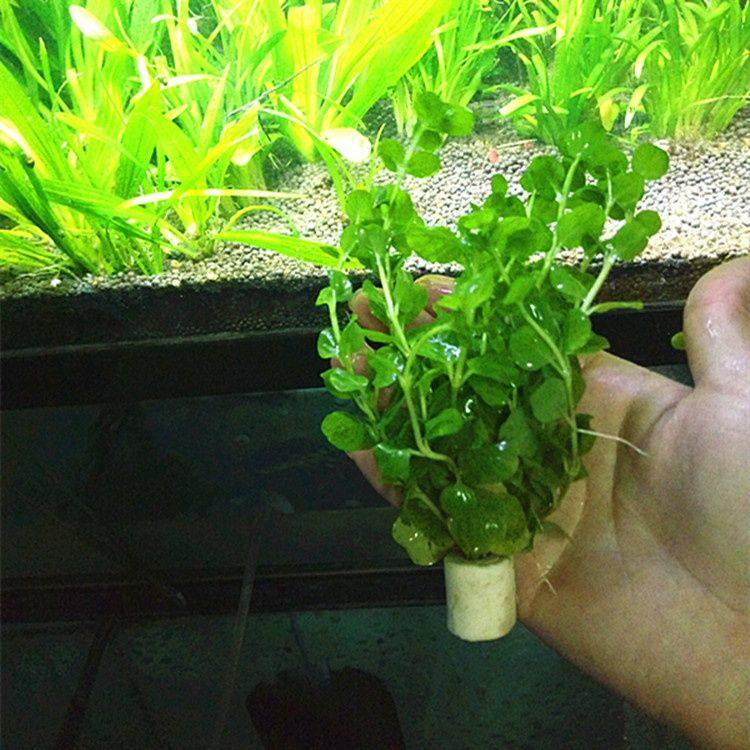 苹果草水草圆叶草有茎类浮萍鱼龟虾缸增氧水生植物水草造景阴性草,宠物/宠物食品及用品,造景/装饰,淘宝优惠券,粉丝福利购,淘宝优惠卷
