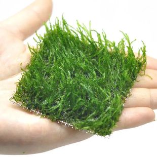 莫斯水草迷你天湖葵天湖荽无菌杯水草懒人活体阴性前景草中景草