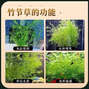 网红竹节草印度小竹节真草孔雀鱼避难所躲避屋蜈蚣草散装