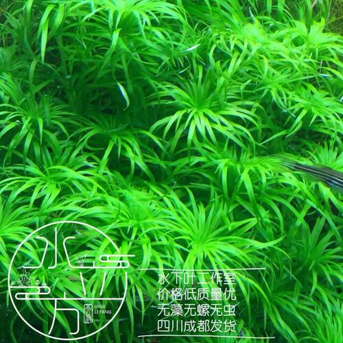 绿太阳普太水草中后景阳性草水下叶草缸造景ADA稀有高端水草合集 - 封面
