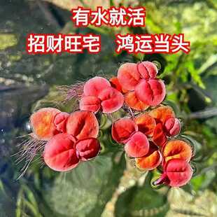饰造景摆件 鱼缸浮萍水草养鱼养虾真水草净化水质植物红毛丹增氧装