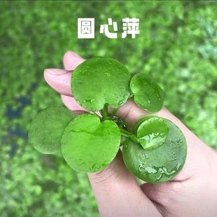 兔耳浮萍水草芝麻小雷龙水生植物增氧水草植物室内净化庭院仿真