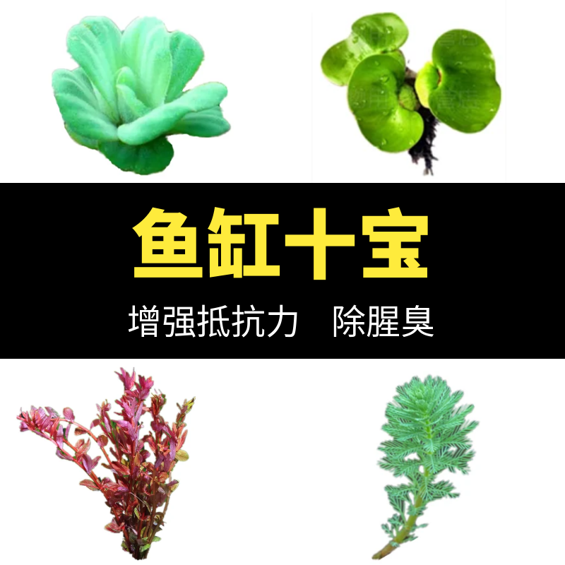鱼缸养鱼造景装饰摆件用品净化增氧水培浮萍水草植物水质稳定剂,鲜花速递/花卉仿真/绿植园艺,海藻球,淘宝优惠券,粉丝福利购,淘宝优惠卷