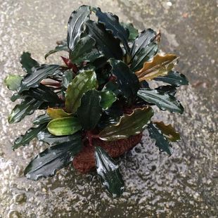 普农水草辣椒榕幽灵幽灵布朗尼紫水草造景水下叶懒人水草沉木造景