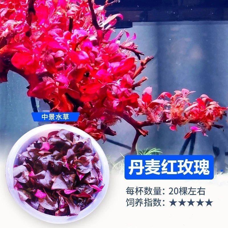 鱼缸无菌杯丹麦红玫瑰后景造景装饰生命之树活体淡水懒人阴性水草,鲜花速递/花卉仿真/绿植园艺,海藻球,淘宝优惠券,粉丝福利购,淘宝优惠卷