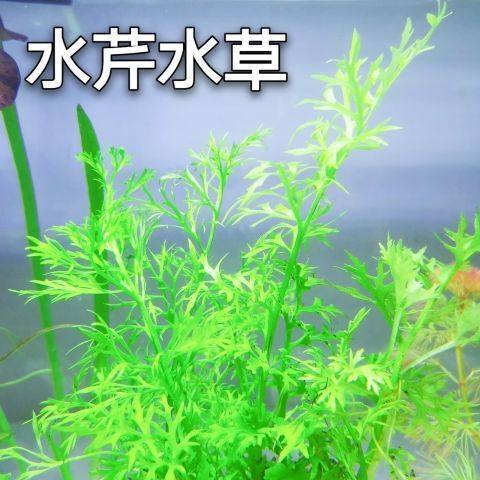 水芹水草鱼缸造景中后景雷龙缸造景植物水族箱无需二氧化碳包邮,宠物/宠物食品及用品,造景/装饰,淘宝优惠券,粉丝福利购,淘宝优惠卷