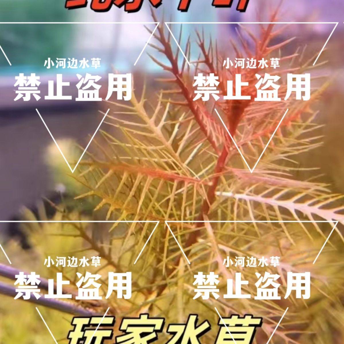 红雨伞水草鱼缸造景中后景草缸增氧搭配红色系活体淡水植物有茎类,鲜花速递/花卉仿真/绿植园艺,海藻球,淘宝优惠券,粉丝福利购,淘宝优惠卷