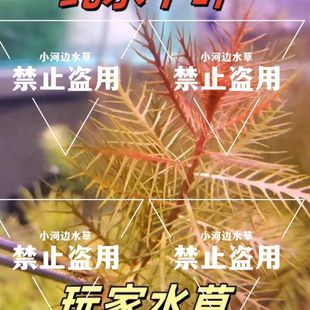 红雨伞水草鱼缸造景中后景草缸增氧搭配红色系活体淡水植物有茎类