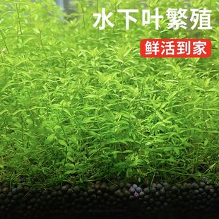 水草日本珍珠草高珍珠鱼缸造景无需二氧化碳新手水草中景后景草