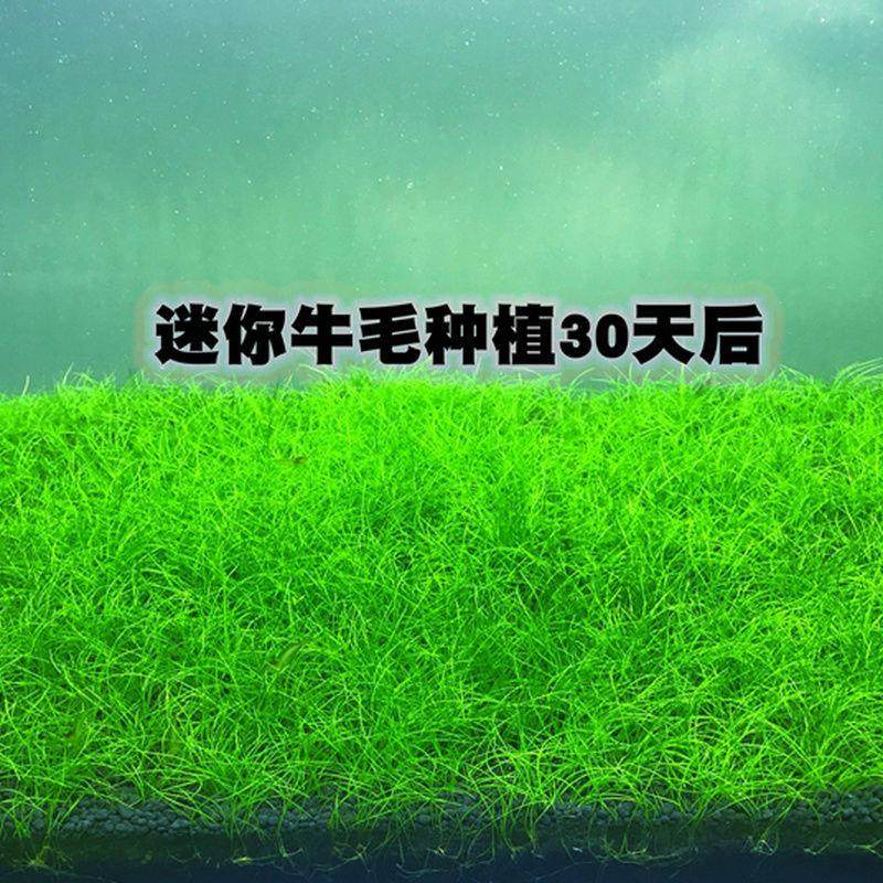 活体水草鱼缸造景前景草日本迷你牛毛正宗迷你牛毛牛毛毡无菌杯装,宠物/宠物食品及用品,造景/装饰,淘宝优惠券,粉丝福利购,淘宝优惠卷