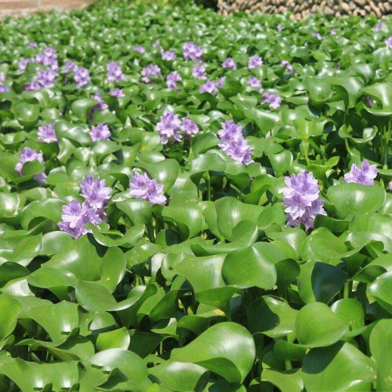 扔到水里就活 净化水源水质水生植物水葫芦苗凤眼莲池塘河里绿化